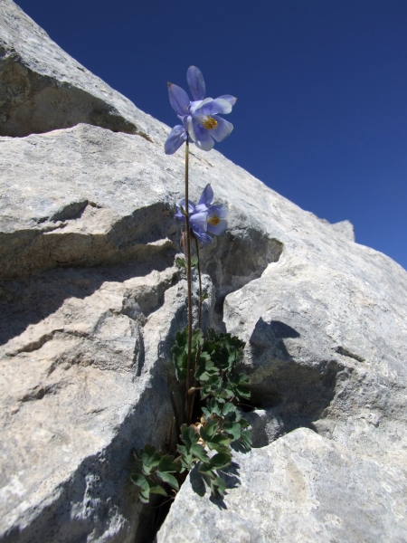 Aquilegia magellensis /  Aquilegia magellense